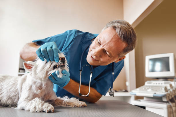 Best Emergency Treatment for Dental Infections or Abscesses in Jefferson, GA